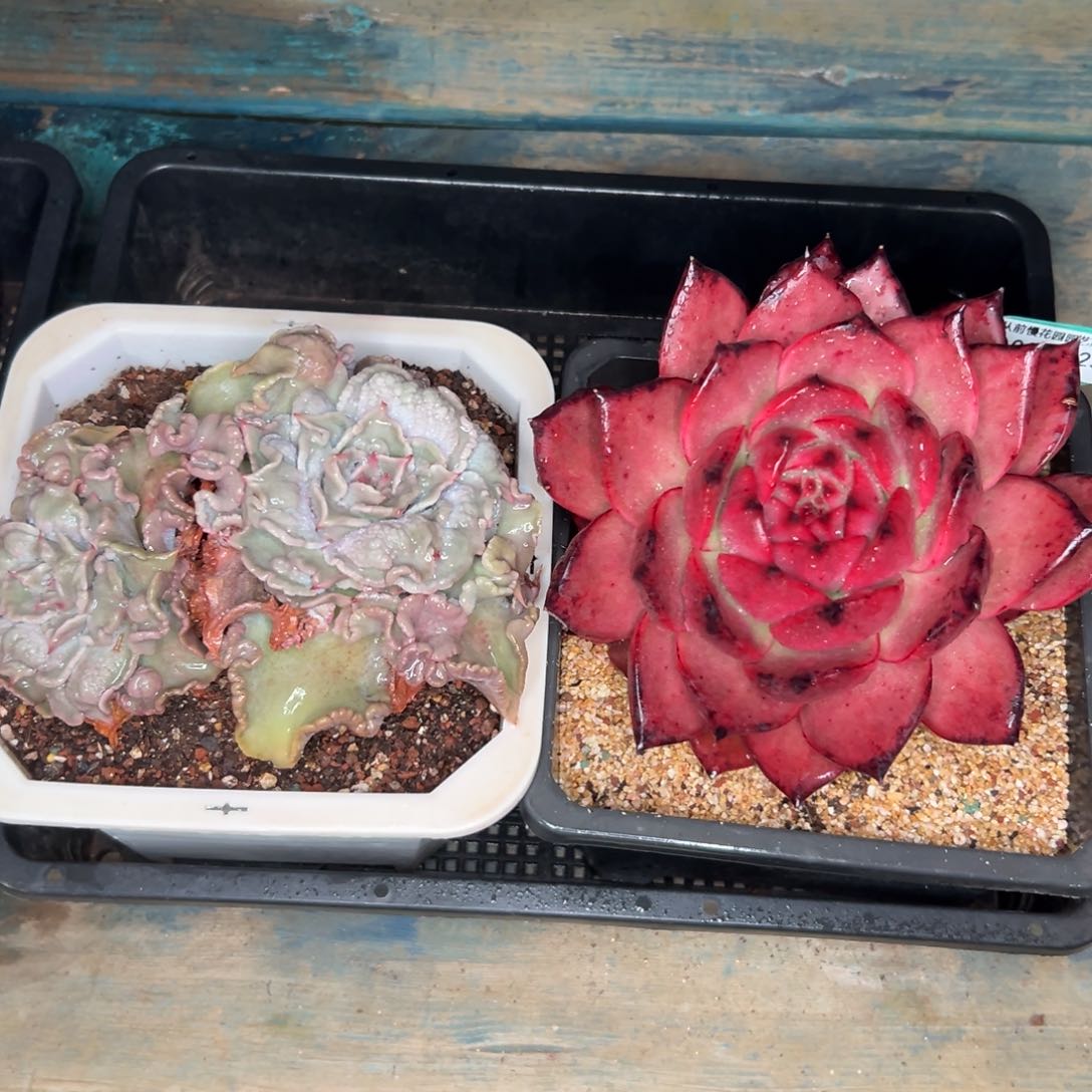 多肉精选编号0121.257