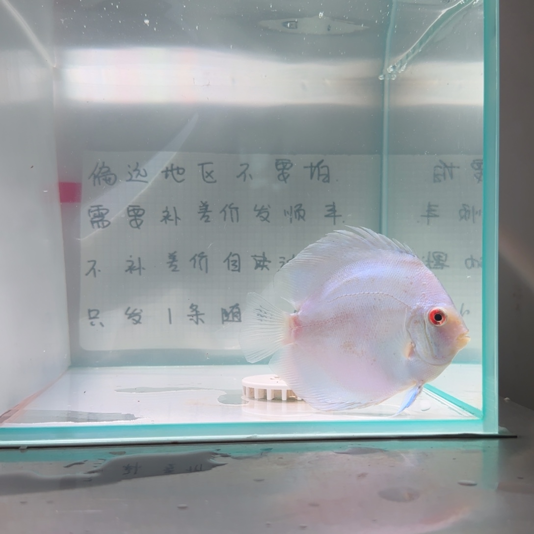 七彩神仙鱼肉身8偏远地区不拍