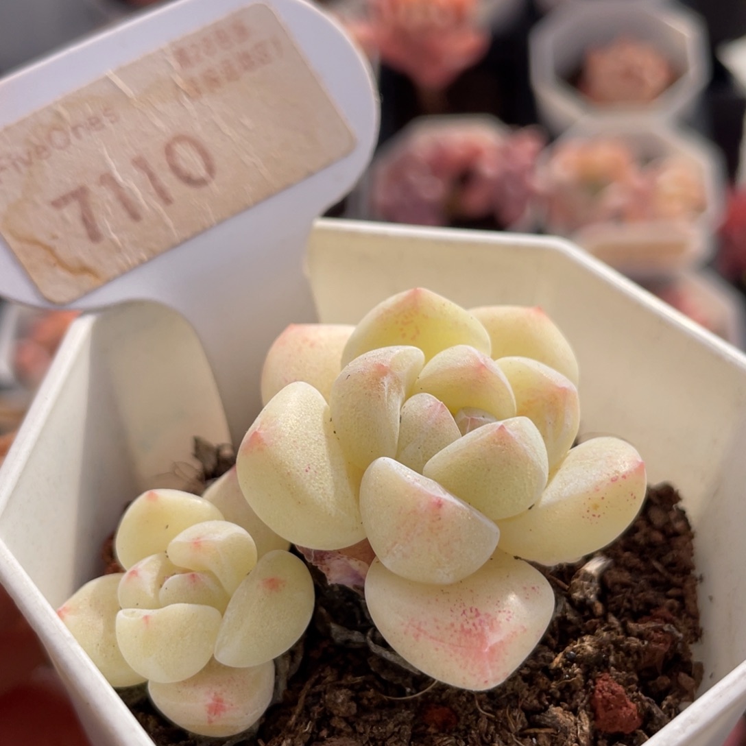 冰玉7110-5.0厘米