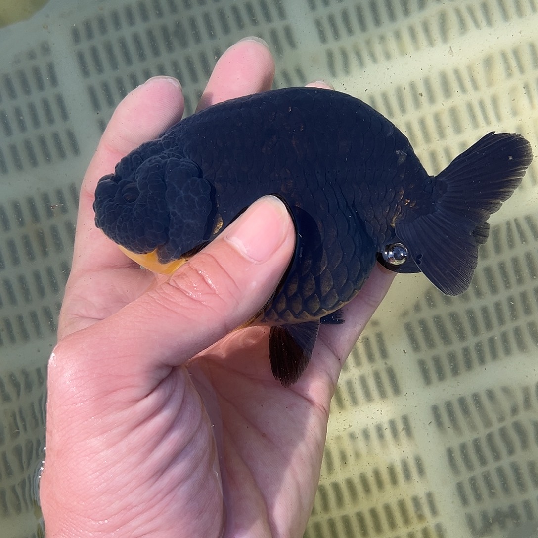 金鱼木木与兰寿金鱼直播