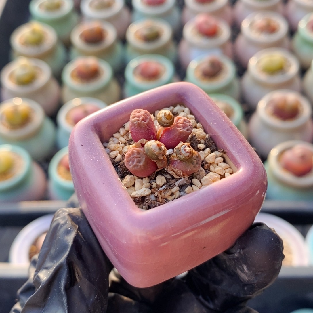 3964--一物一拍 带盆