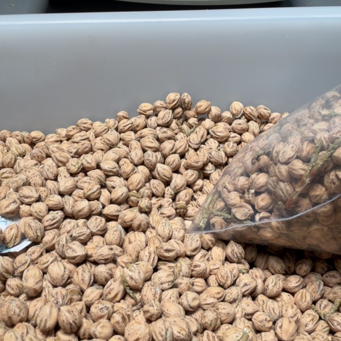 吊坠柏香籽/百香籽