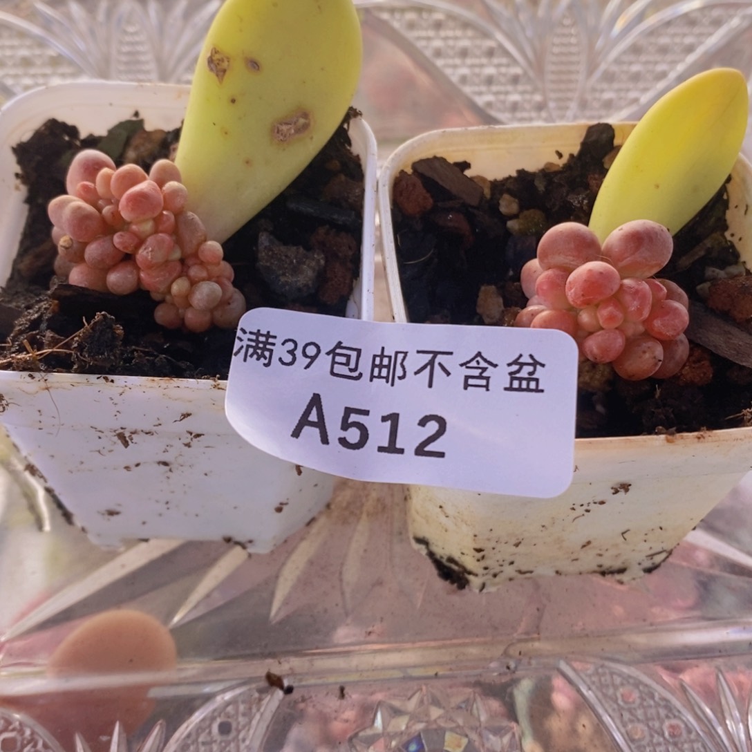 芒果奶2棵512多肉植物