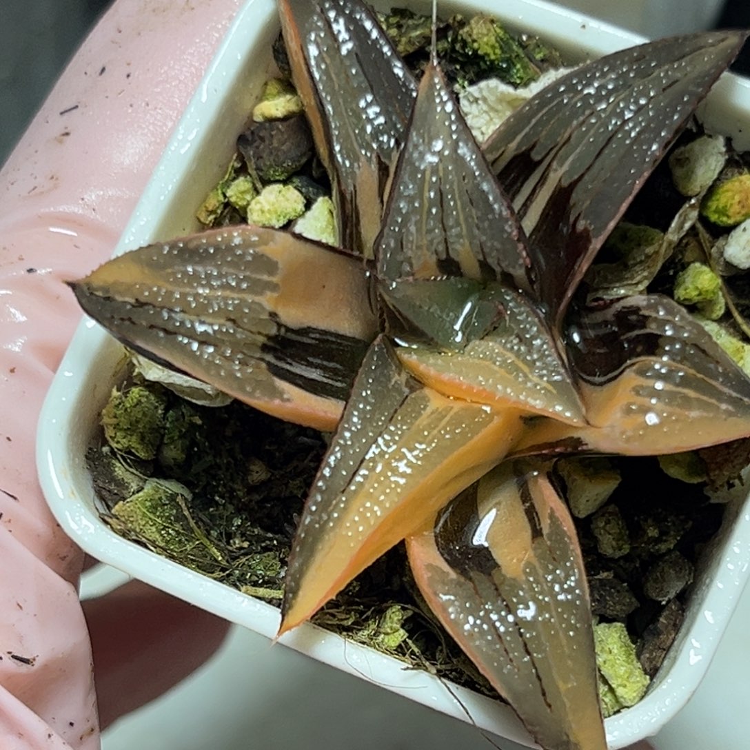 十二卷多肉植物4280茜云