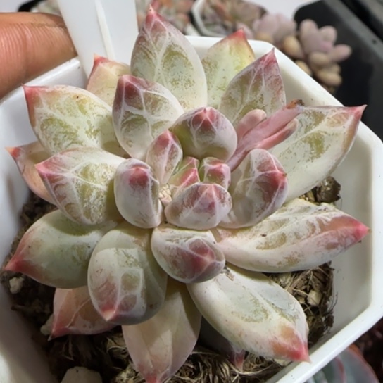 58伊丽莎白一物一拍多肉