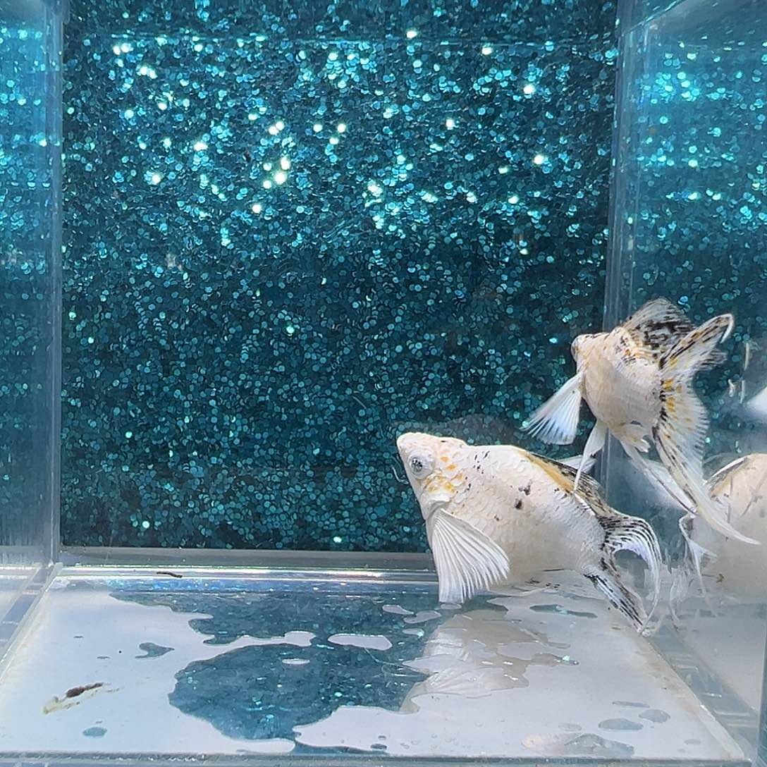 孔雀鱼皮卡丘玛丽一对0012