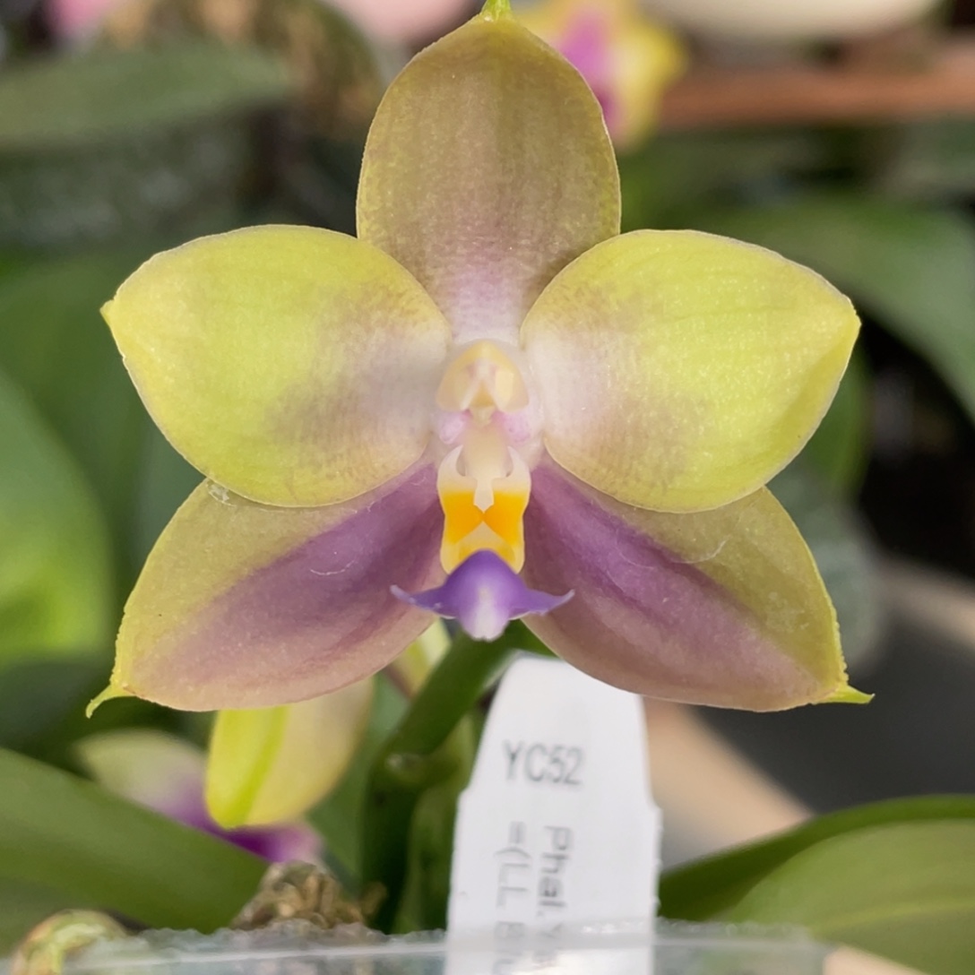 完全开放炸炸炸，浓香