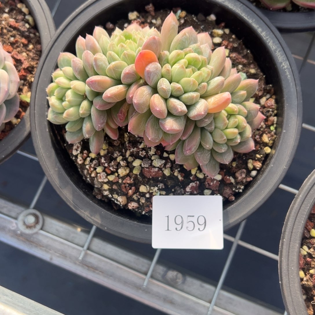 ?****●1959肉肉肉肉肉肉肉