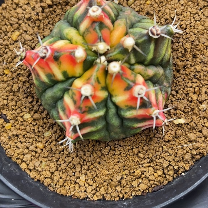 时***步五棱大腹肌 一物一拍