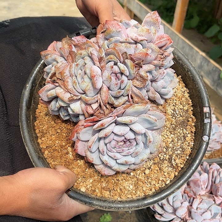 【闪购商品】无砍星影