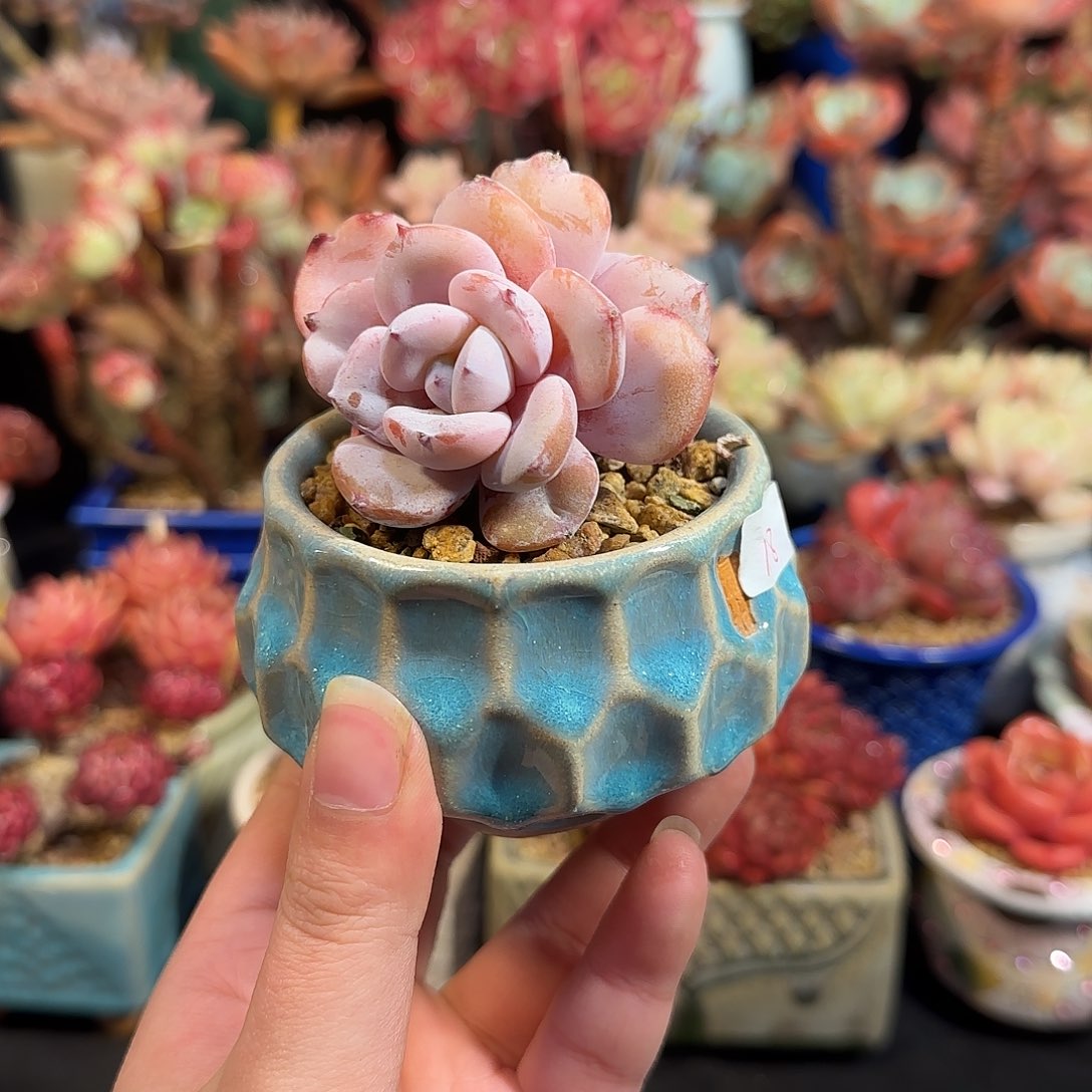 正版奶茶粗腿6cm左右带盆土