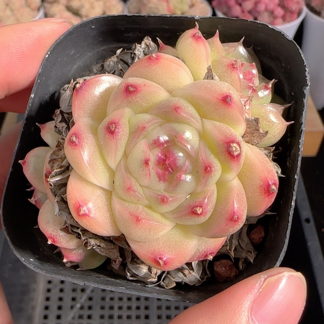 多肉1229-268兔子麦秆