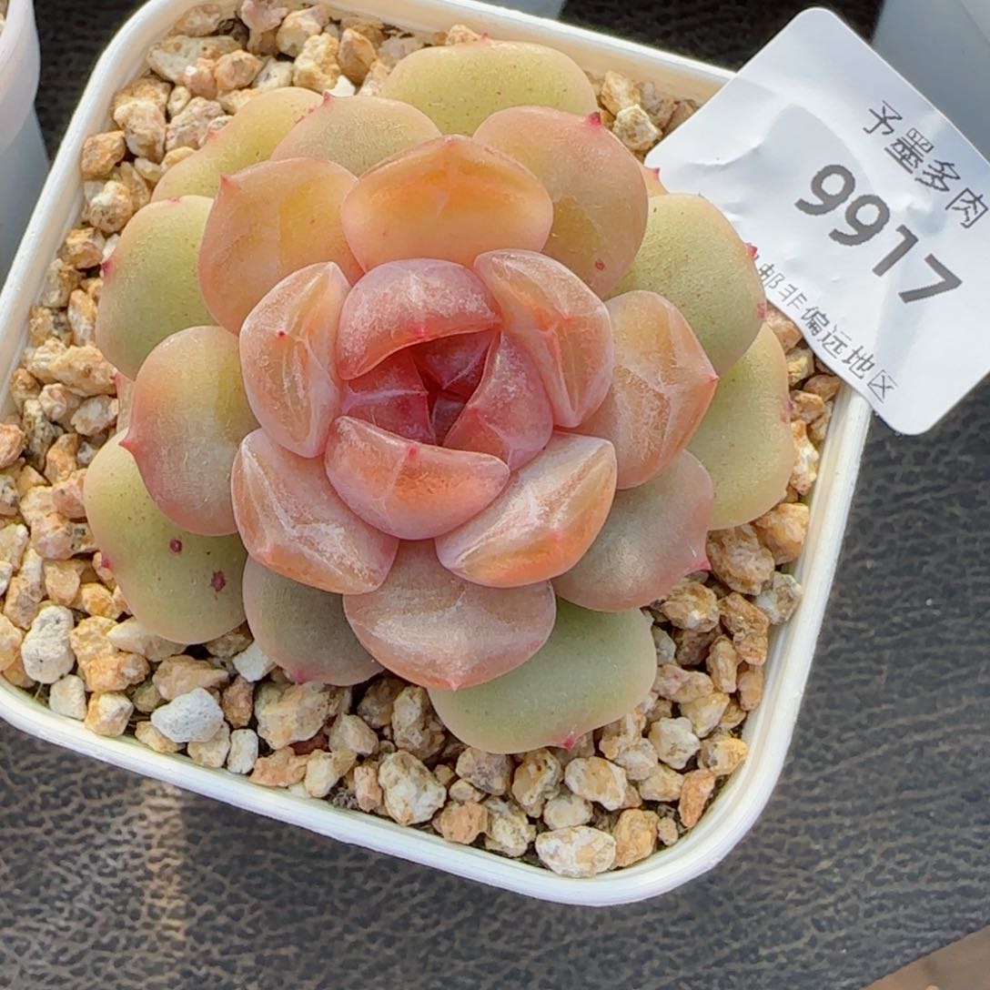 开播福利，9917多肉植物