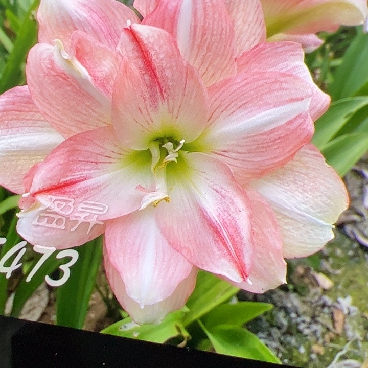 朱顶红473开花球7cm+