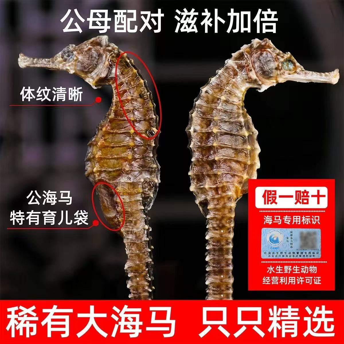【2-3克大马】溯源保真公母搭配足干海干货田七枸杞炖靓汤海马泡酒