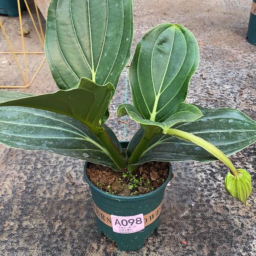 木本植物❃***❃木本花卉098