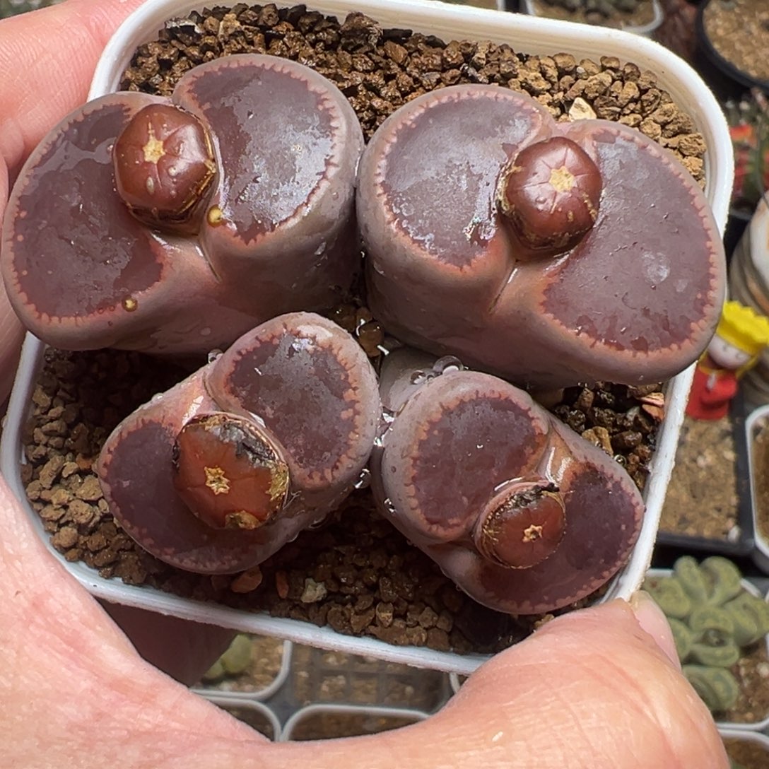 比利时Ko母本带盆多肉