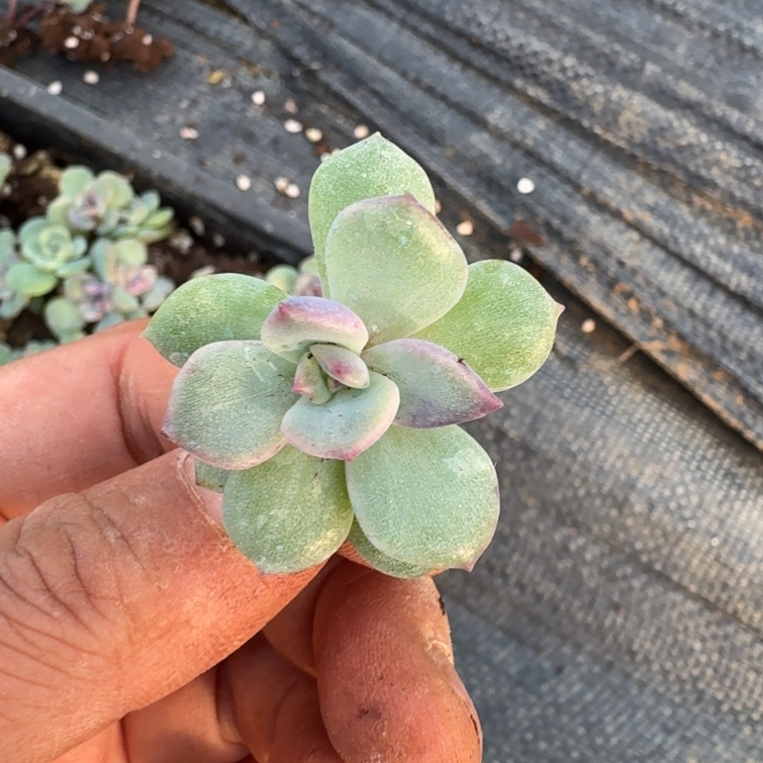 14-34黑玫瑰杂交一颗量拍（又双头发双头没有发单头）