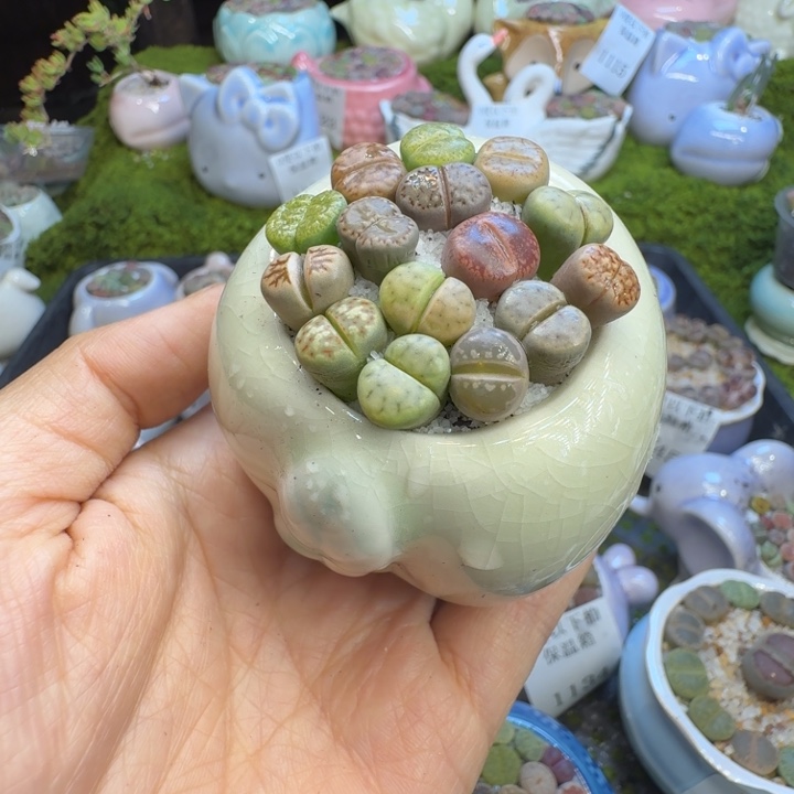 @***ঞ多肉植物福利冲1158