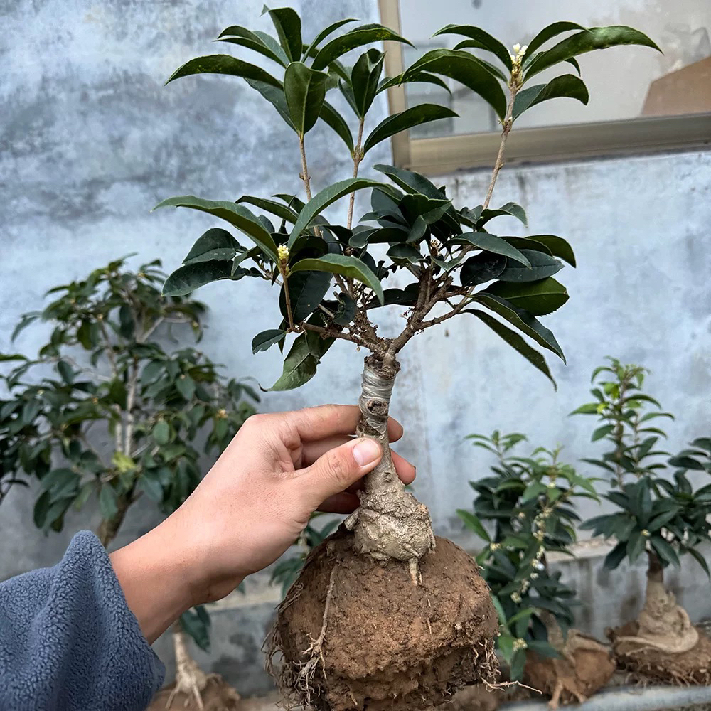 四季桂花盆栽可阳台庭院种植带佛顶珠品种