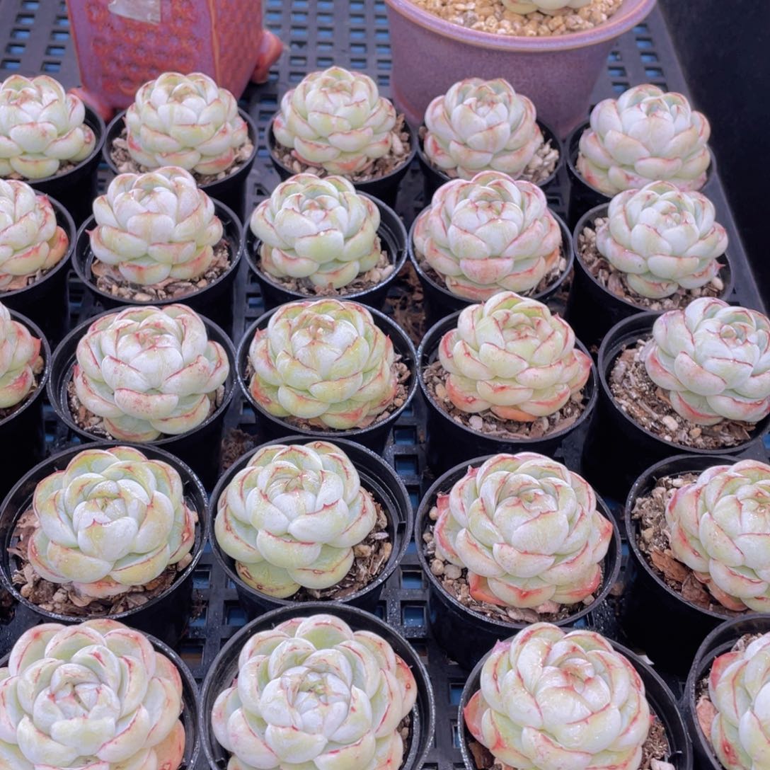 量拍46号珍妮胖虎单头两个