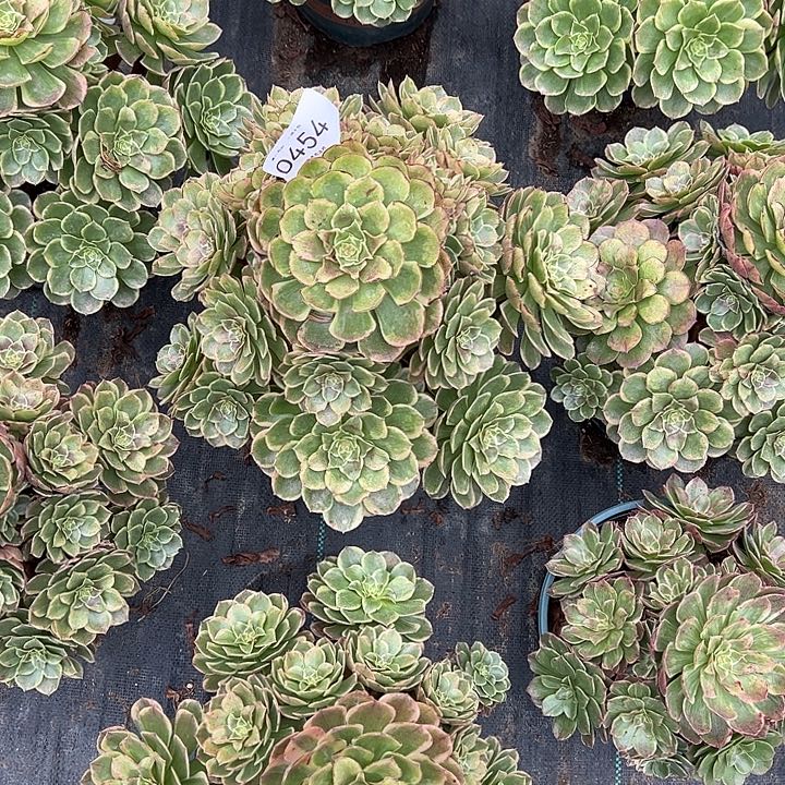 秋***云0454粉花妖多肉植物