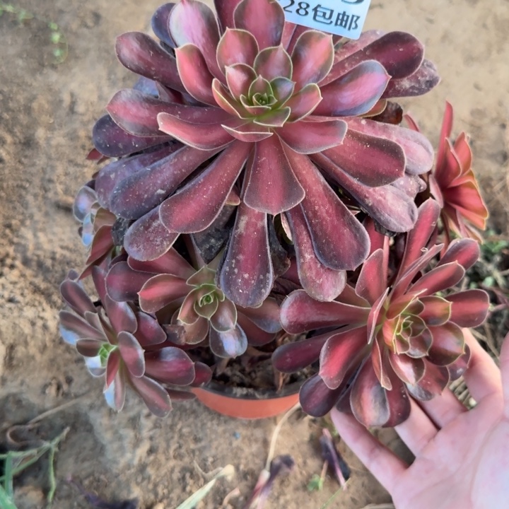 2519二号棚夕阳多肉L