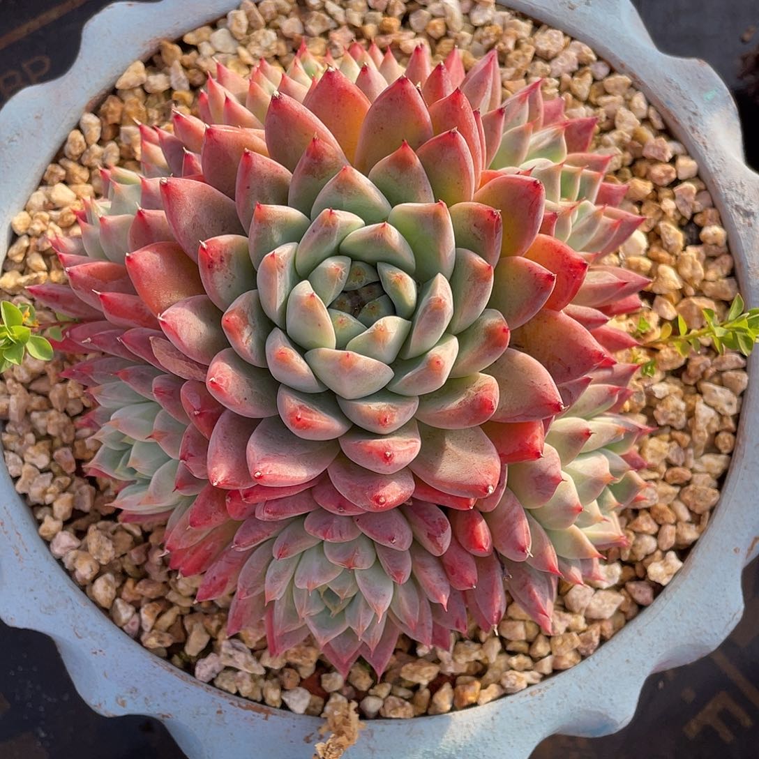 多肉植物一物一拍