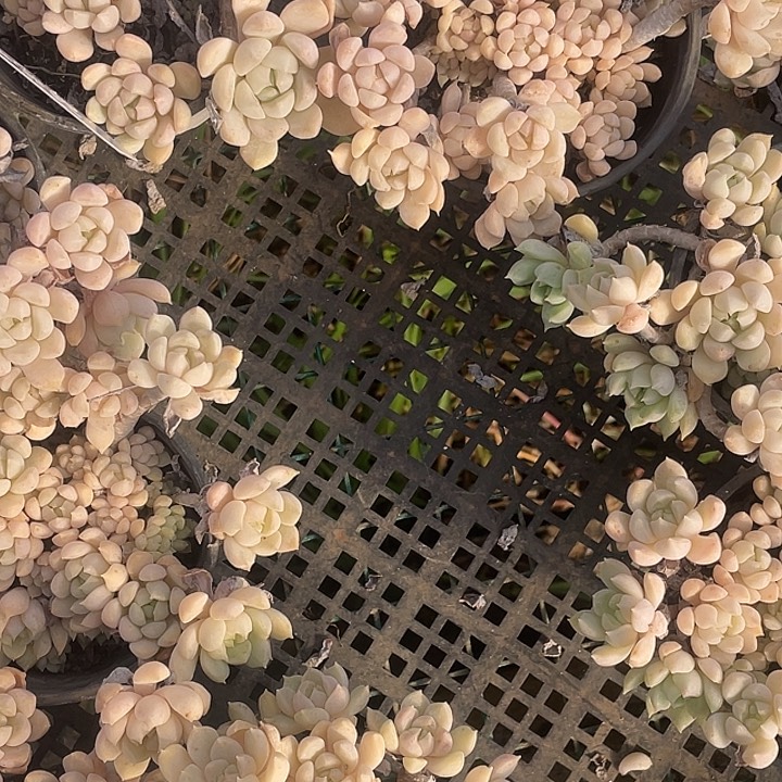 秋牡丹量拍18包邮