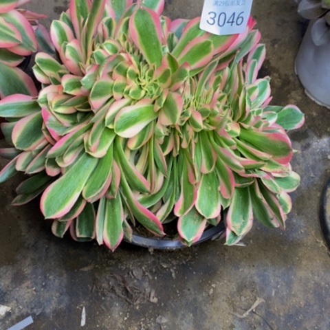 女巫多肉植物3046