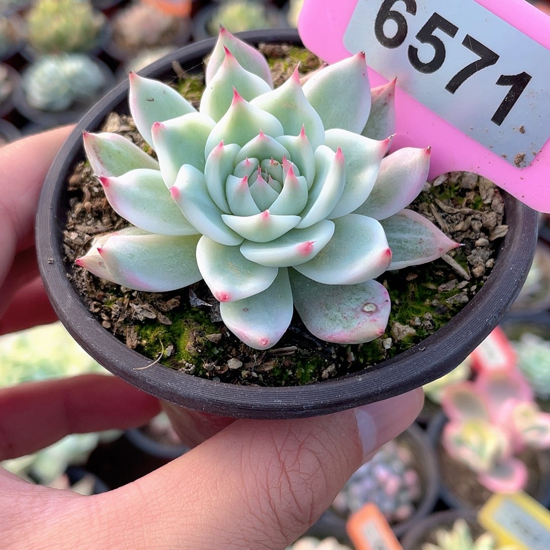 6571号吉娃娃锦多肉