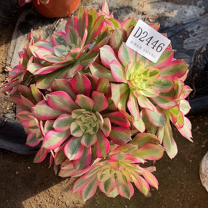 2446火龙果多肉无主头绣球