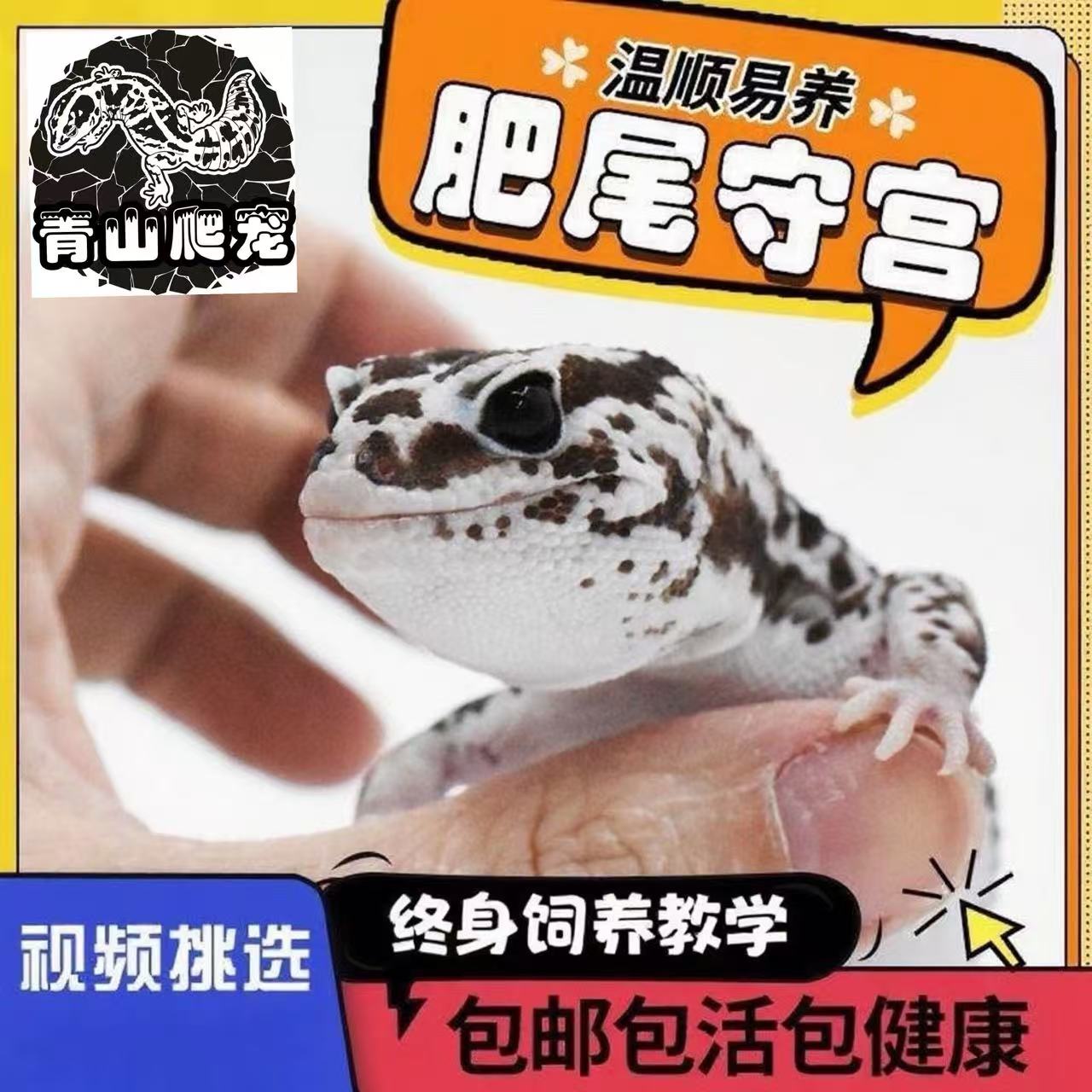 肥尾守宫活体宠物