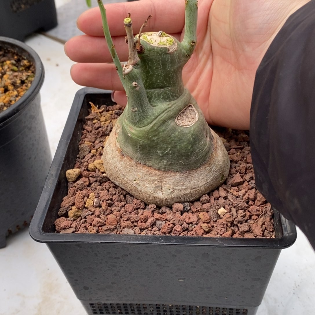 幻蝶蔓实生带盆发货