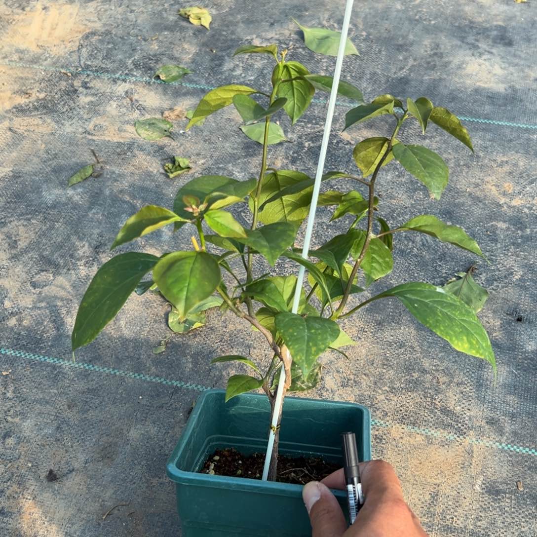 ****开无花朵【118号橙口红一棵】福利款不售后介意勿拍