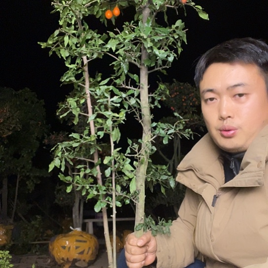 无花朵金弹子庭院原生品种