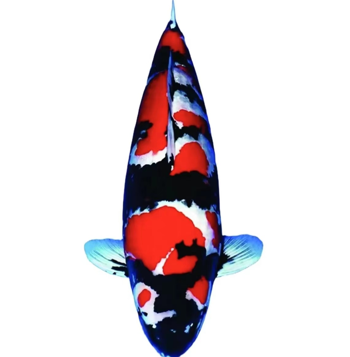 血统锦鲤不包邮好养耐活的锦鲤观赏鱼冷水淡水纯种鱼适合鱼缸家用