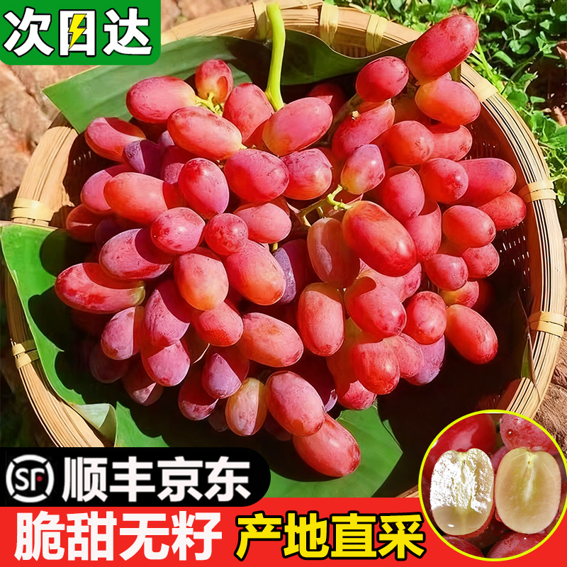 现货明日达【基地直采】TY大凉山克伦生葡萄新鲜当季水果冰美人无籽脆甜红提0.5-4斤四川省