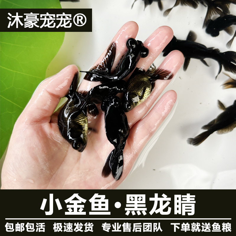 沐豪宠宠【运营推荐】冷水观赏鱼黑龙睛金鱼招财淡水狮子头好养耐活