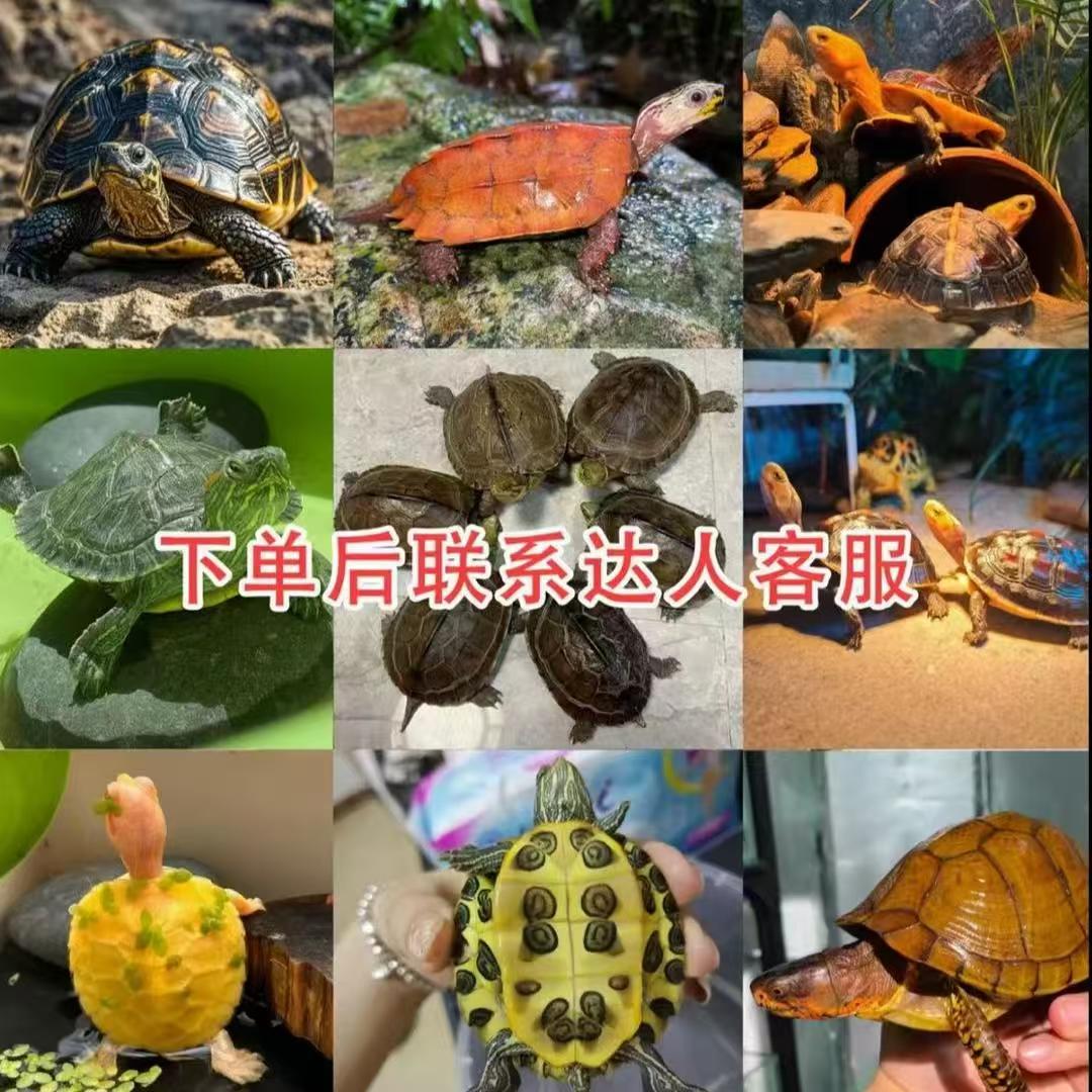 通用活体宠物链接