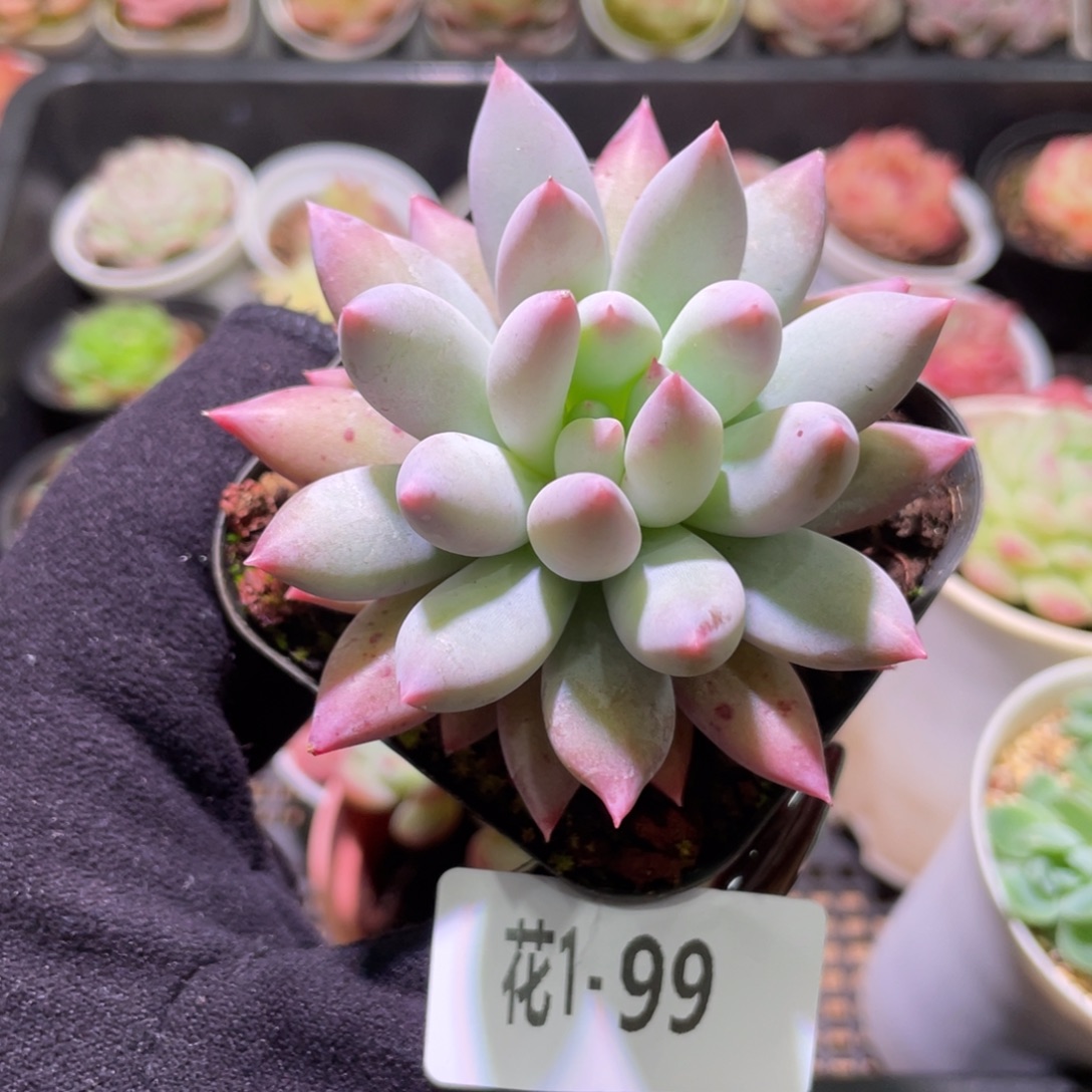 花利美1-99所罗门