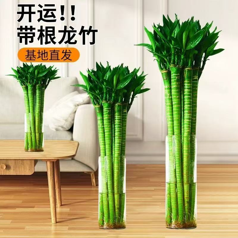 文昌竹龙竹带根水养富贵转运竹节节高水培室内客厅植物