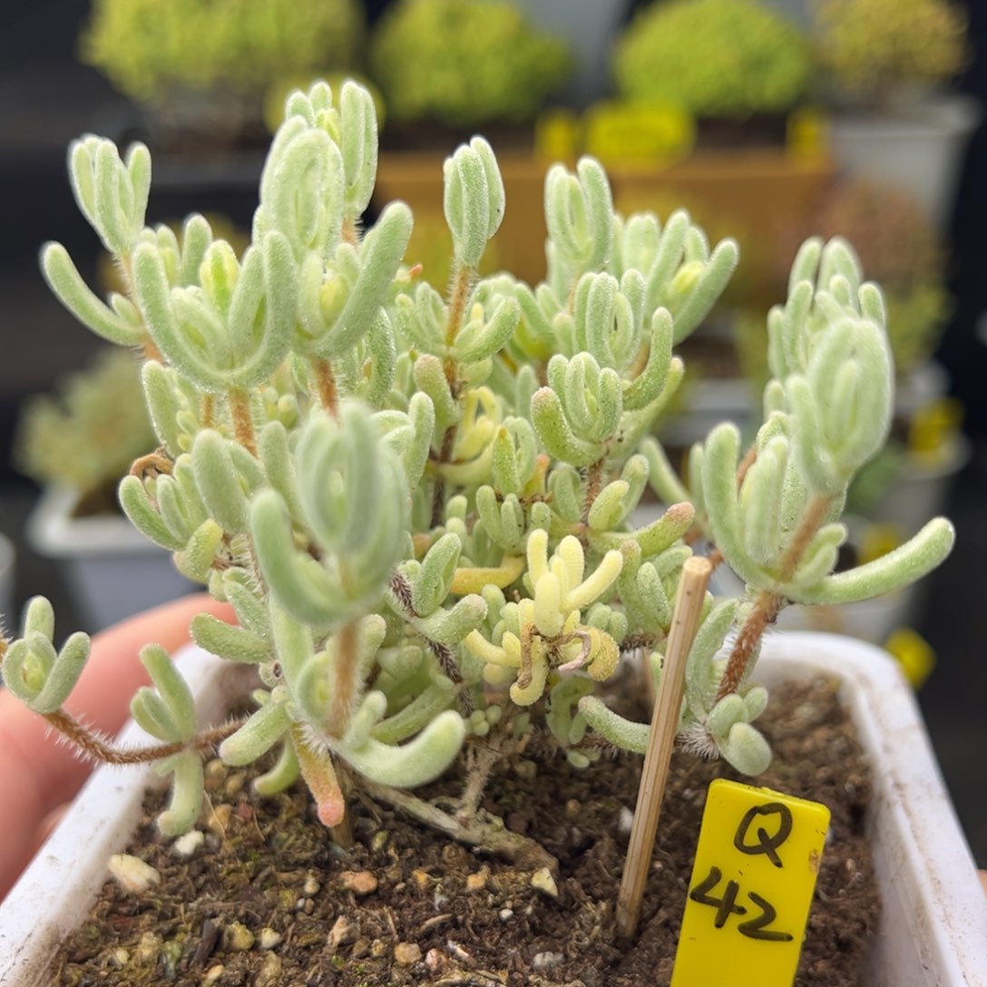 橙叶锦带盆带土发货