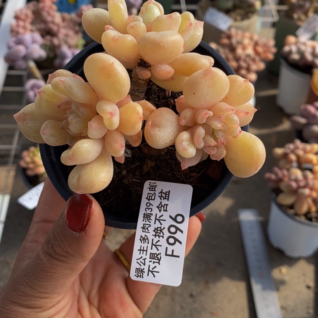 比尔盖茨996/8v m