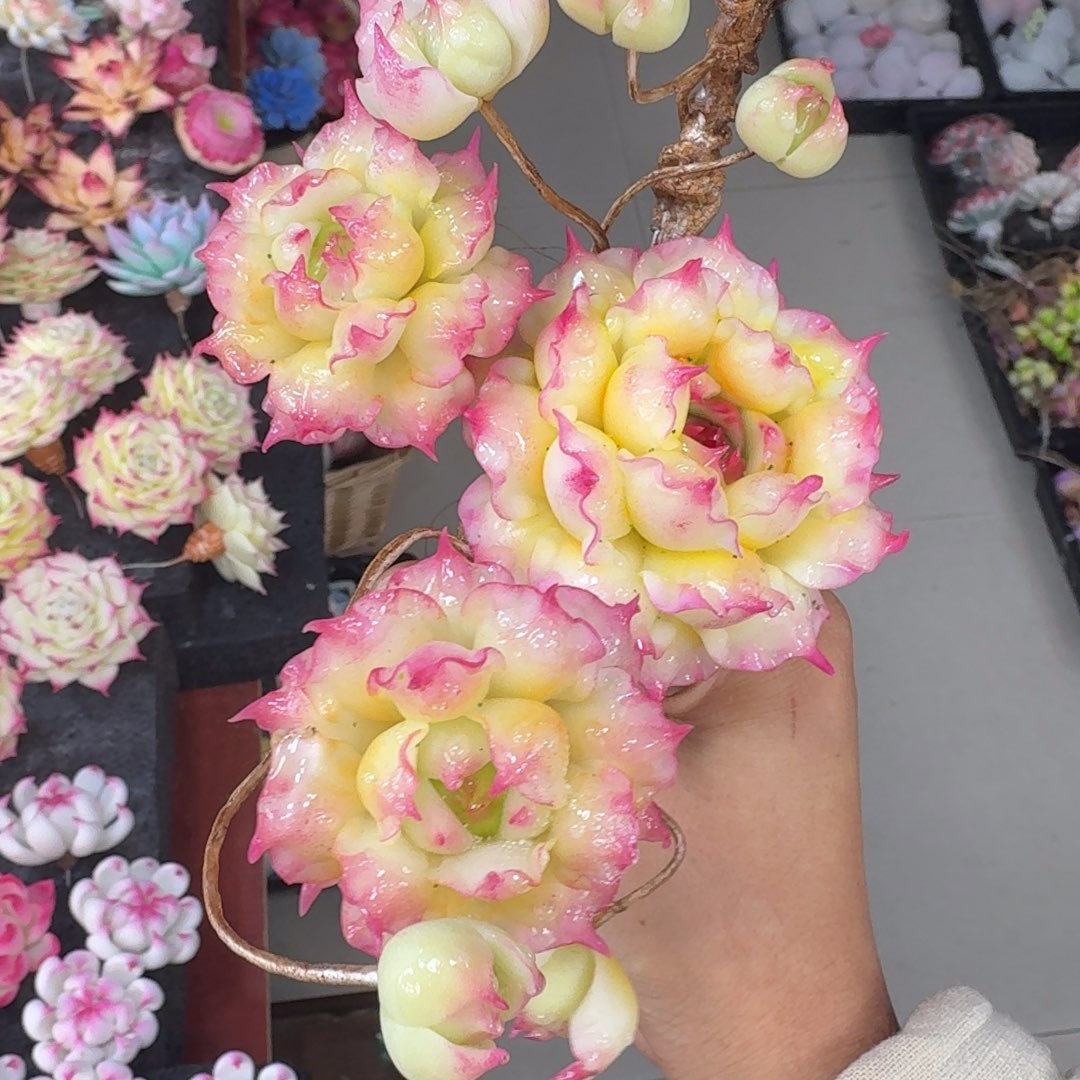 树脂15号哦哦哦哦哦哦哦