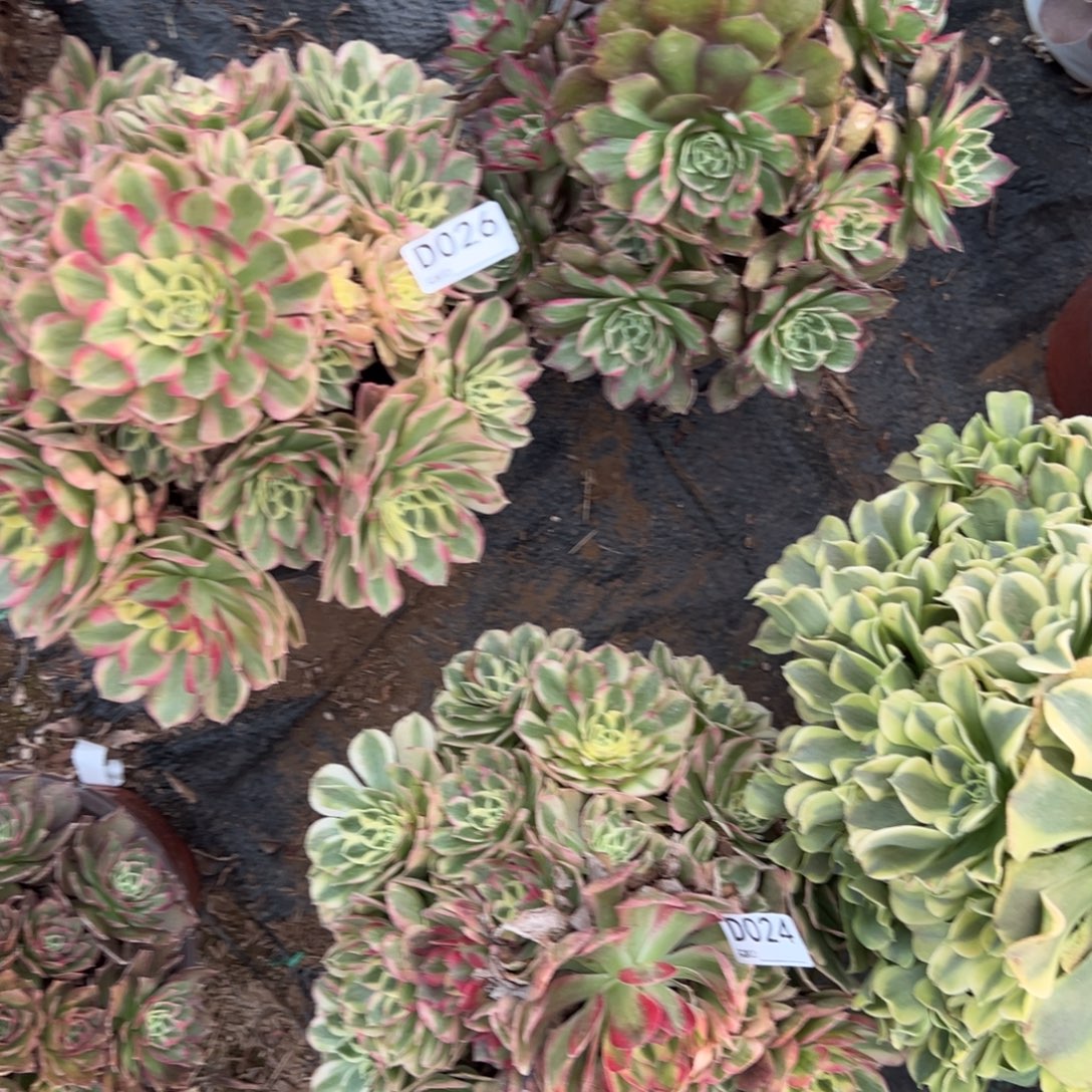 026两颗组合多肉植物法师