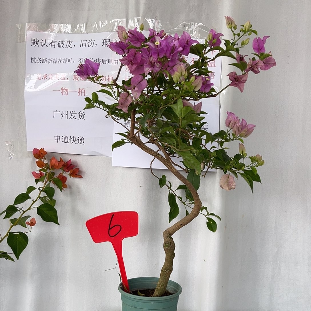 当前无花栽培后可以开花6绿叶雪紫桩