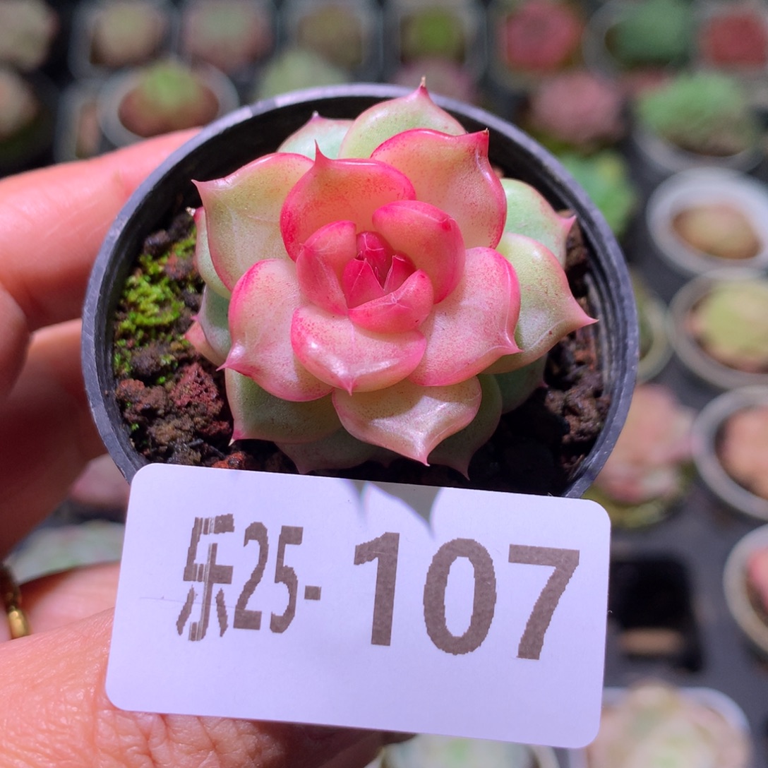 乐然25-107 新品单头 