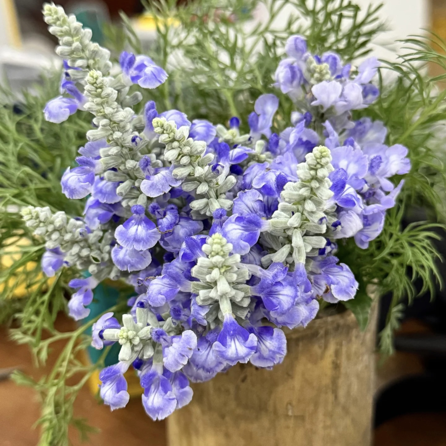 【萨利芳鼠尾草小苗】鼠尾草盆栽小苗110口径（5单包邮拍5发6）