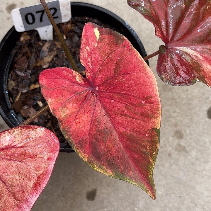 72-0226彩叶芋广东现货